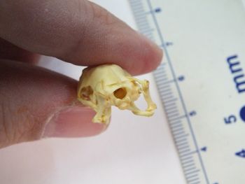 Media type: image;   Herpetology R-6675